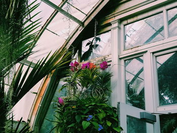 Low angle view of flowering plants on building