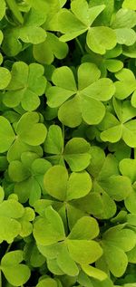 Full frame shot of clover leaves