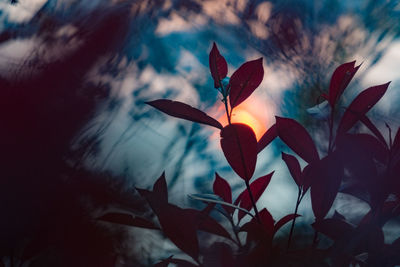 Close-up of red flowering plant