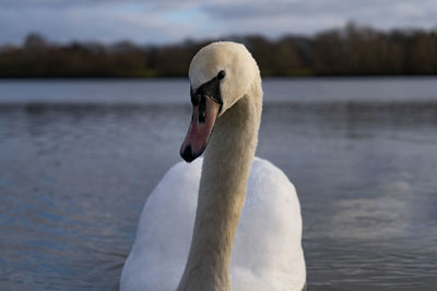 Close-up of swan on lake