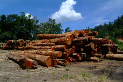 Stack of logs on field in forest against sky