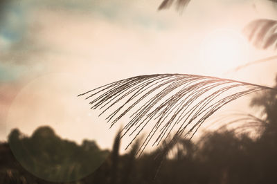 Close-up of plant against sky