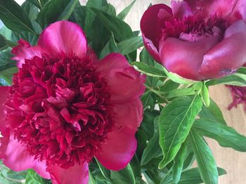 Close-up of pink rose flower