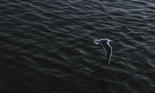 Swan swimming in water