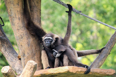 The monkey mother observes and protects her baby monkey from enemies.