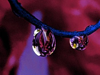 Close-up of water drops on plant