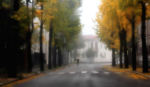 Road amidst trees in city