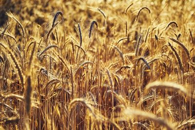 Close-up of stalks in field