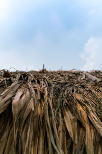 Close-up of hay stack on field against sky