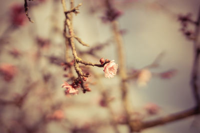 Low angle view of cherry blossom growing on tree