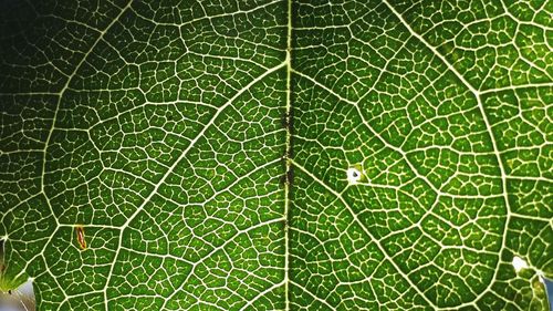 Full frame shot of green leaf