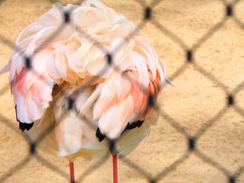 Close-up of bird