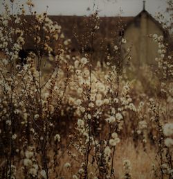 Close-up of flowering plants on field