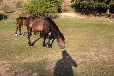 View of a horse on field