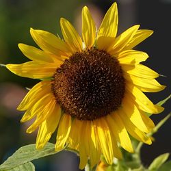 Close-up of sunflower