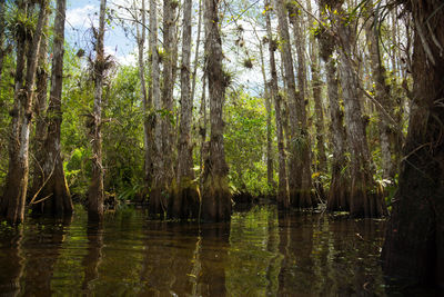 Reflection of trees in lake