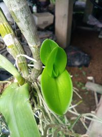 High angle view of green plant on field