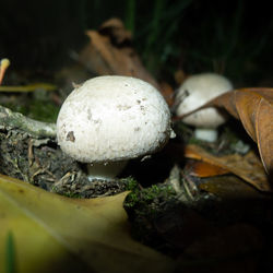 Close-up of mushroom growing on field