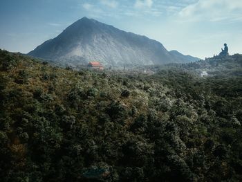 Trees growing against mountain