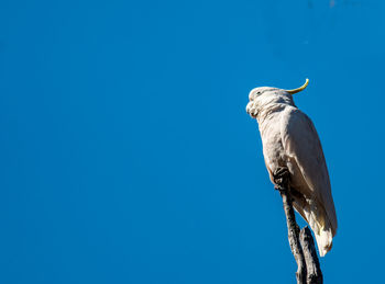 Sulphur crest cockatoo on guard.