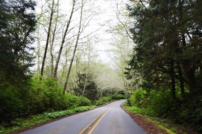 Road passing through forest