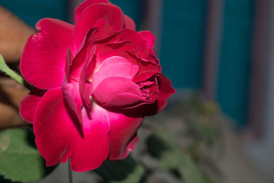 Close-up of pink rose