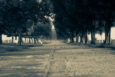Road amidst trees