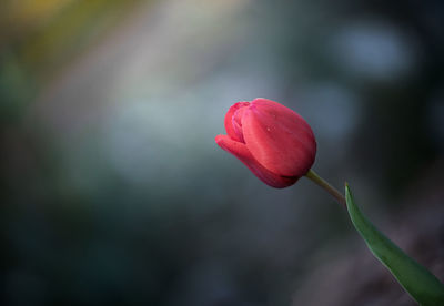 Close-up of red rose bud