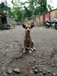 Portrait of dog standing on field