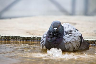 Close-up of pigeon on fountain water