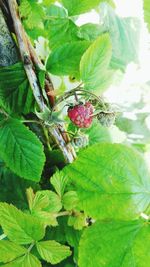 Close-up of red fruit growing on tree