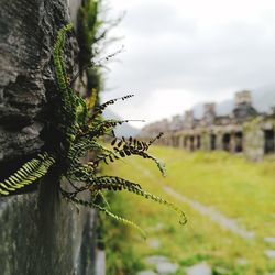 Close-up of lizard on plant against sky