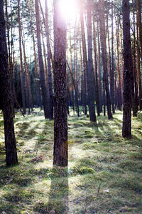 Trees in forest