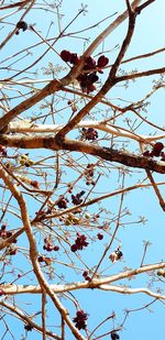 Low angle view of flowering plant against clear sky