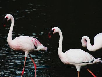 Two swans in water