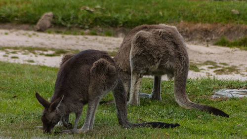 Kangaroo grazing on field