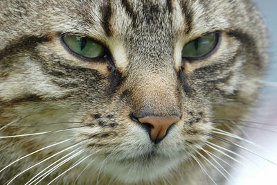 Close-up portrait of a cat