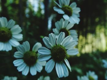 Close-up of flowers blooming outdoors
