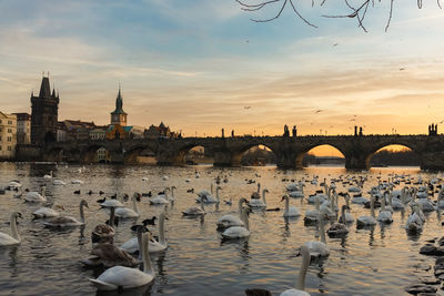 Flock of birds in a river