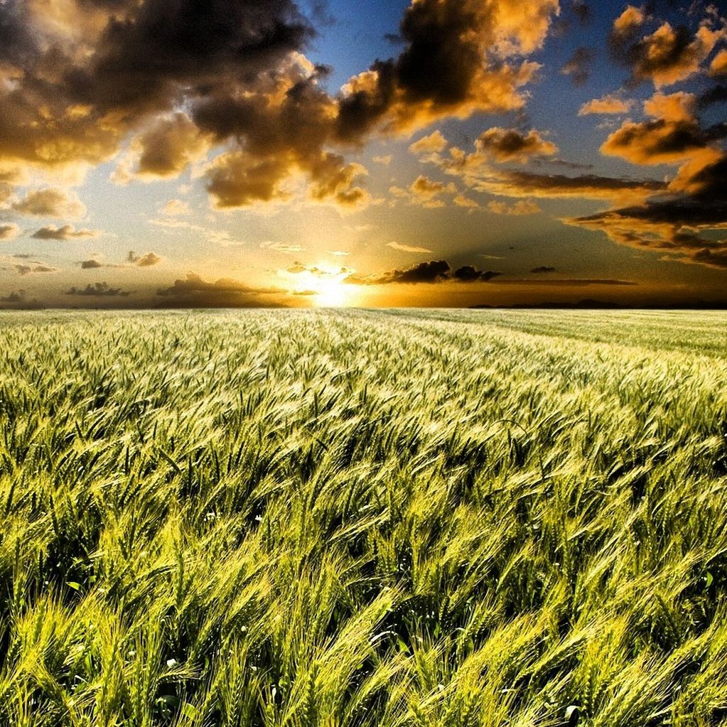 tranquil scene, tranquility, scenics, sunset, field, sky, beauty in nature, landscape, grass, rural scene, nature, sun, growth, agriculture, cloud - sky, idyllic, farm, green color, cloud, crop