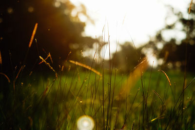 Close-up of grass growing in field