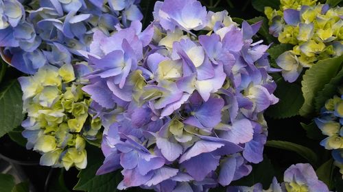 Close-up of purple flowers blooming outdoors