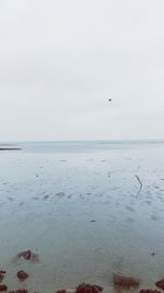 View of seagulls on beach