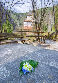 Fresh flowers in garden