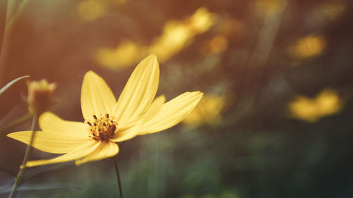 Close-up of yellow flower