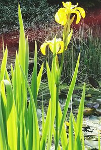 Close-up of yellow flowers