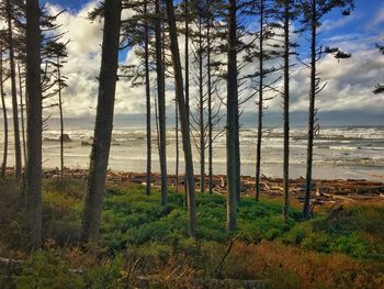 Scenic view of trees growing on field against sky