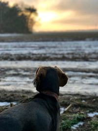 Dog on shore against sky