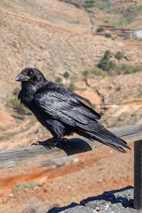 Close-up of bird perching