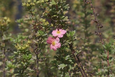 Close-up of flowers blooming outdoors